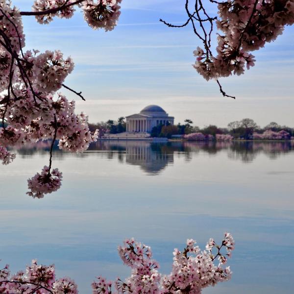 Cherry blossoms frame a monument in Washington, D.C.