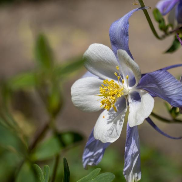 Purple and white flower