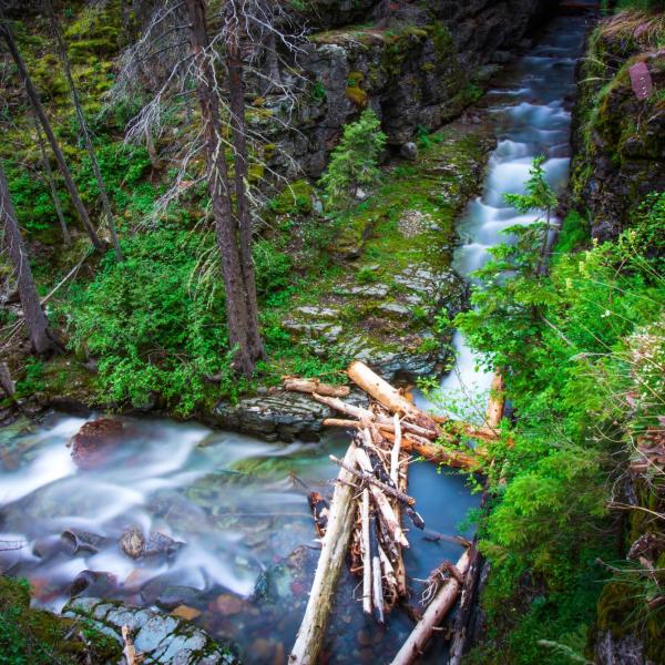 Forest stream