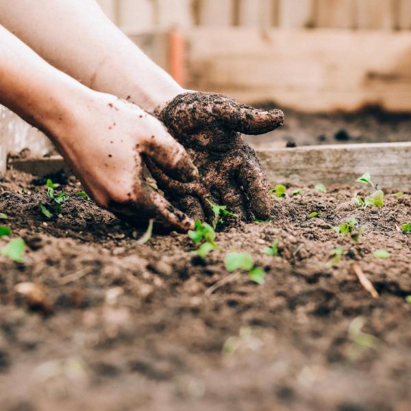 person working in garden bed