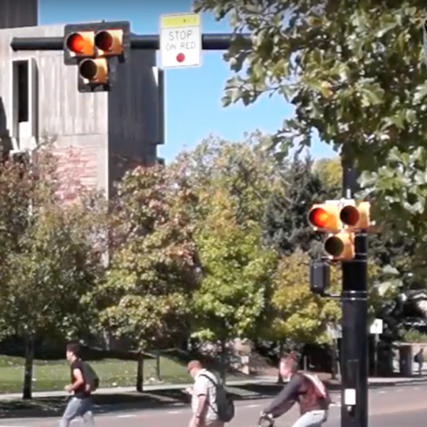 Hawk crossing light