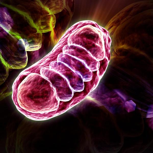 Mitochondria