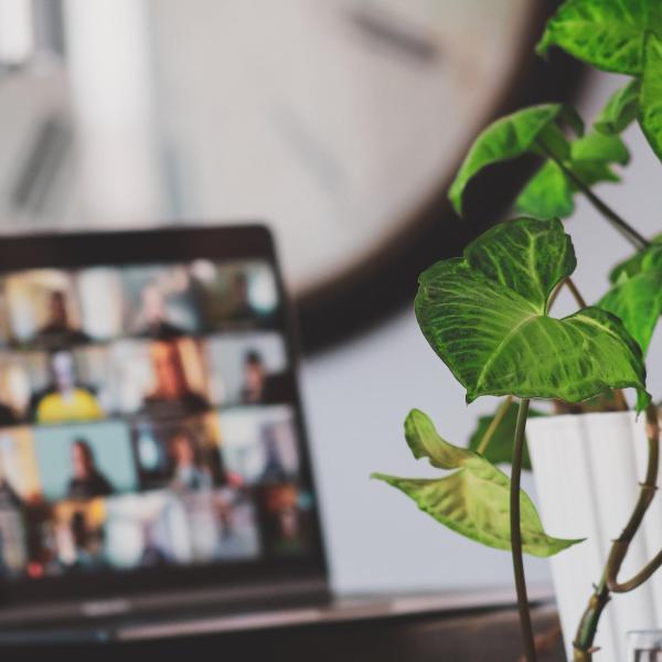 a virtual meeting on a laptop screen with a plant in the foreground