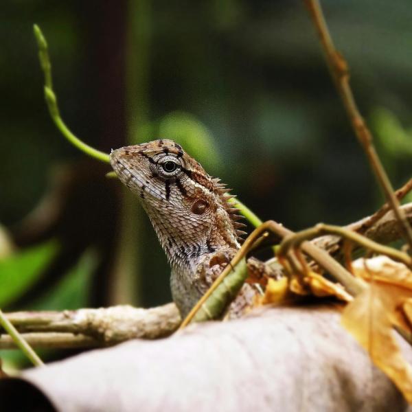 a lizard on a tree