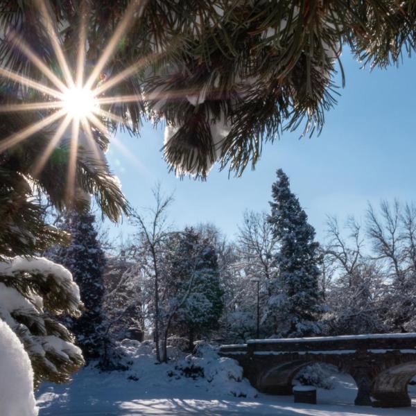 Pine trees covered in snow on the CU Boulder campus