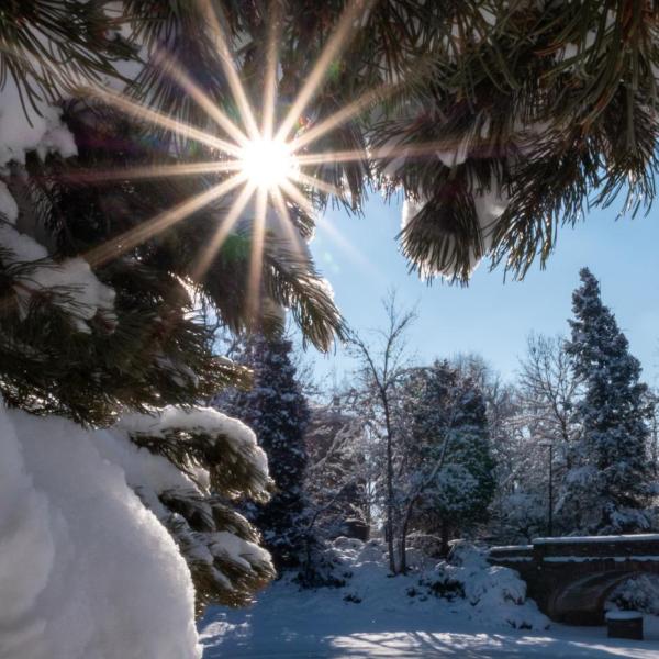 Pine trees covered in snow on the CU Boulder campus