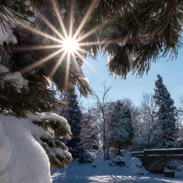 Pine trees covered in snow on the CU Boulder campus