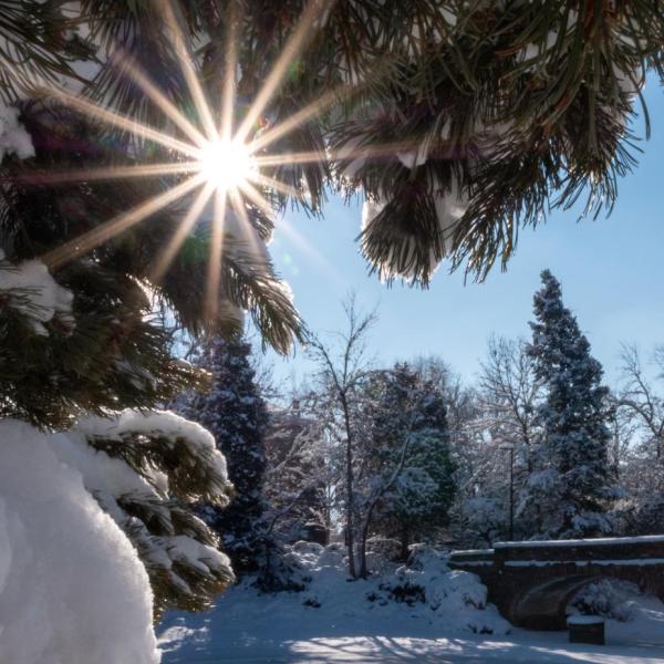 Pine trees covered in snow on the CU Boulder campus