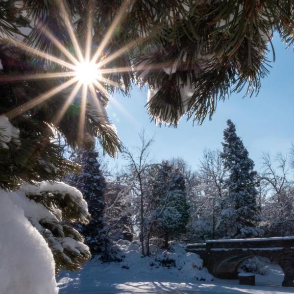 Pine trees covered in snow on the CU Boulder campus