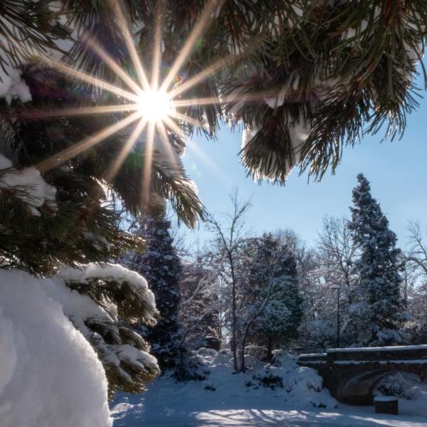 Pine trees covered in snow on the CU Boulder campus