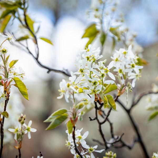 Spring blooms on campus