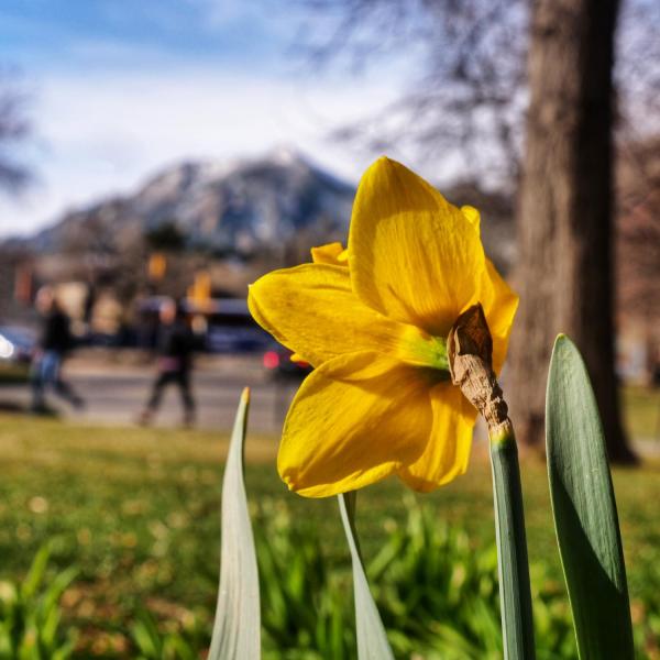 Yellow flower on campus