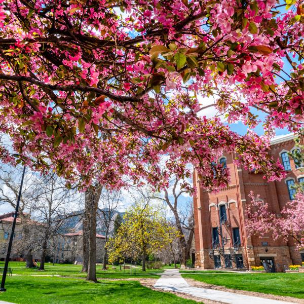 spring blossoms on campus