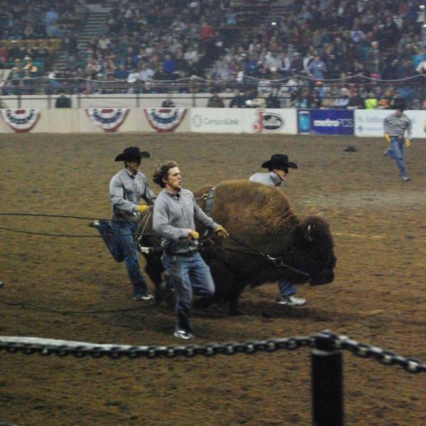 Ralphie running at the stock show