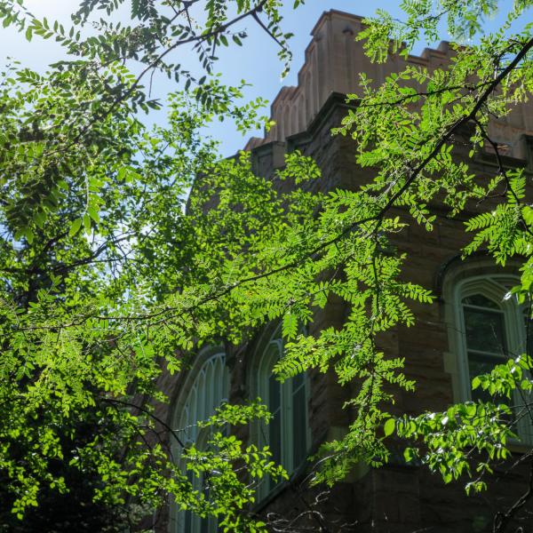 Summer leaves in sunshine