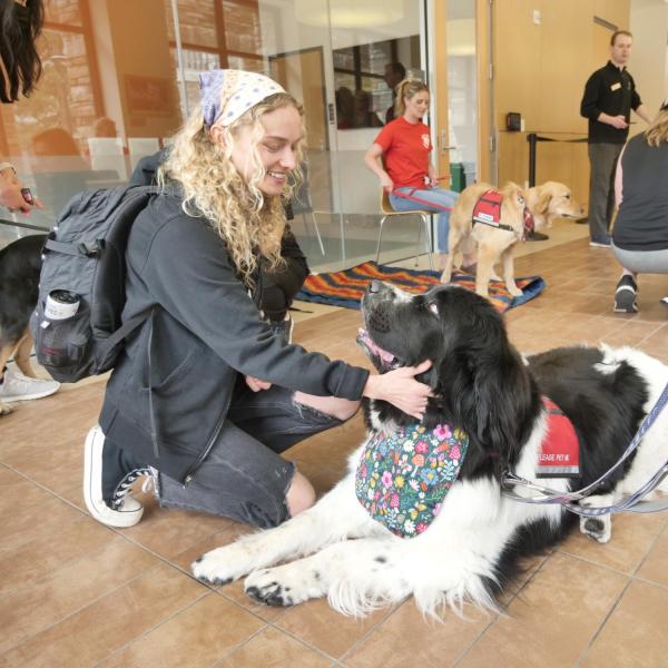 Junior Maggie Cornelius befriends therapy dog Banksy