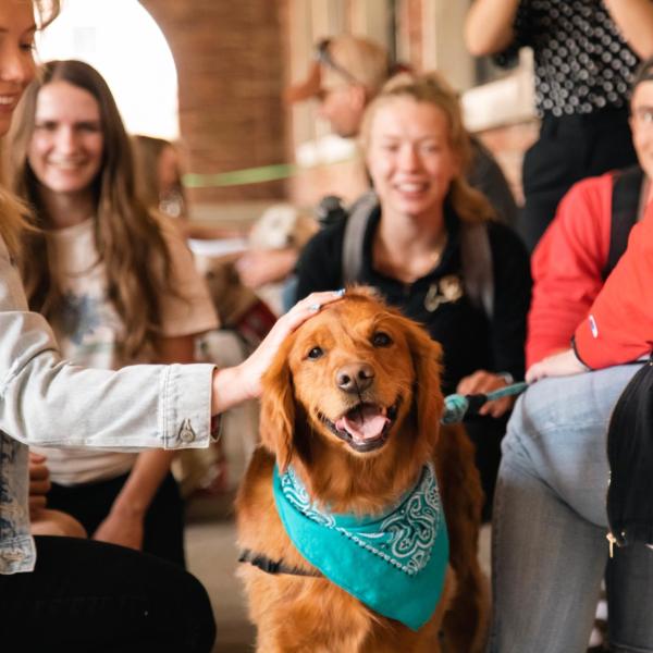 Therapy dog