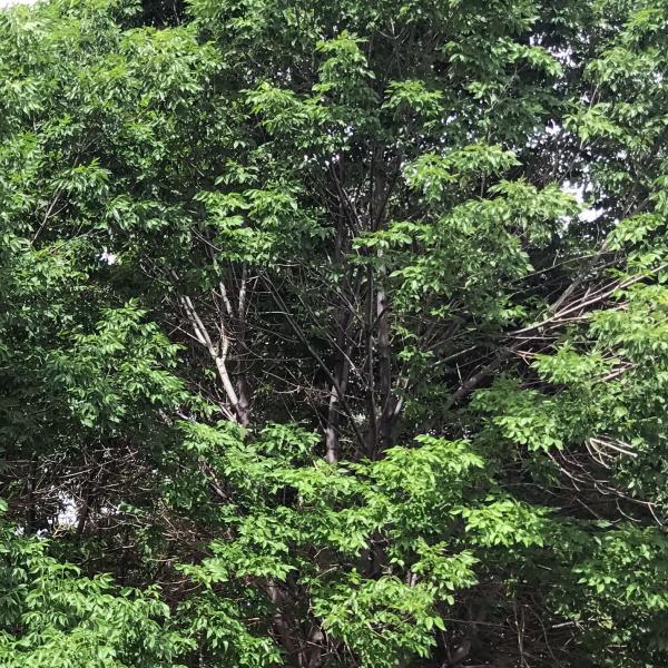 Tree infected with emerald ash borer insects