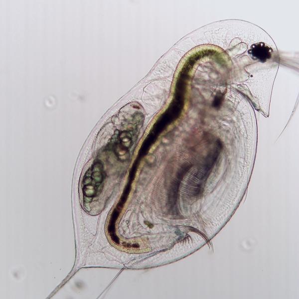 zooplankton (Daphnia dentifera)