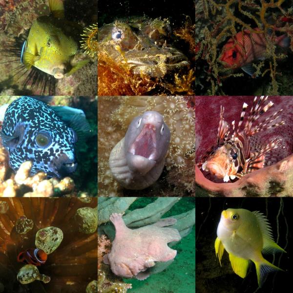 collage of fish tropical fish species
