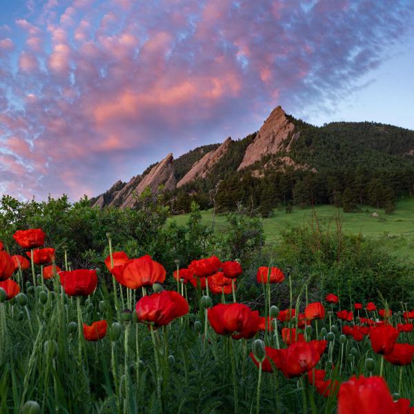 Red poppies in a field with Flatirons in the background