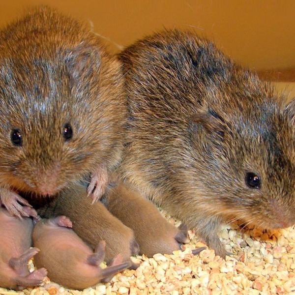 Prairie voles