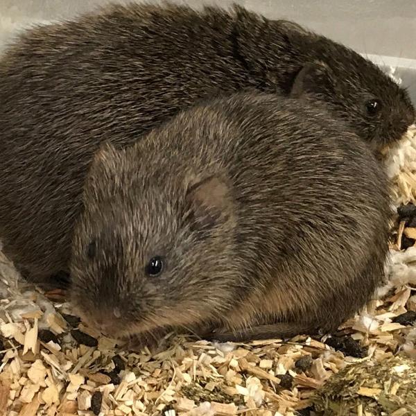 Prairie voles