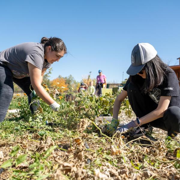 Students work in farm field.