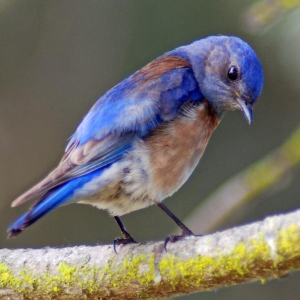A western bluebird
