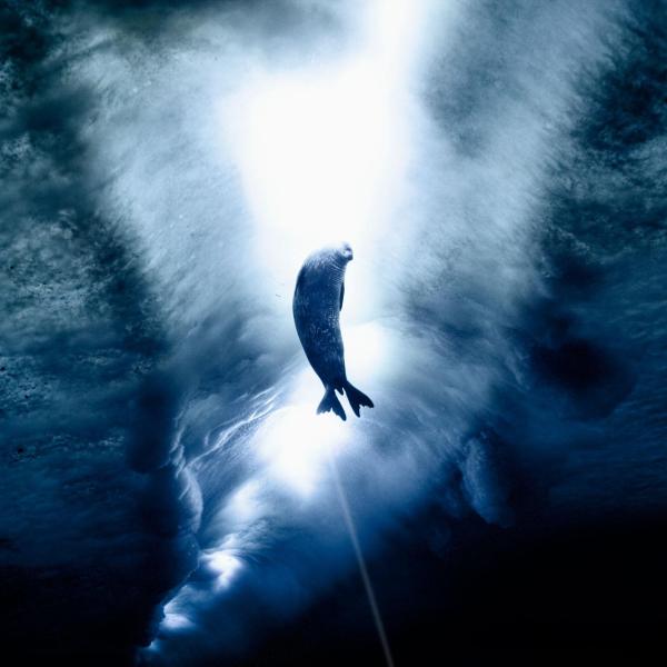 weddell seal