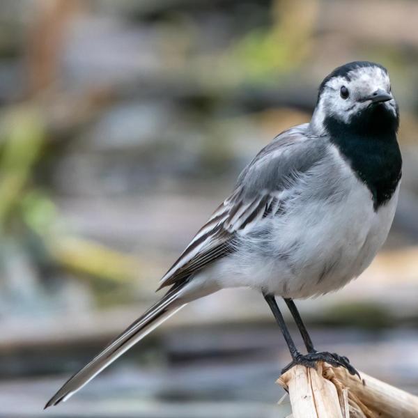 A white wagtail