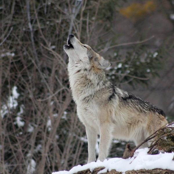 A wolf howling