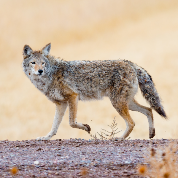 A wolf