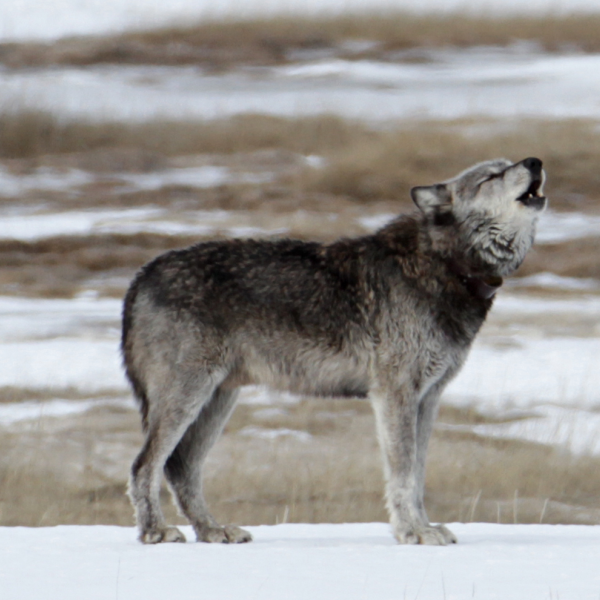 A wolf howling
