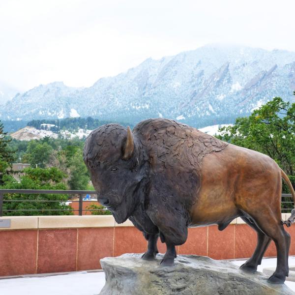 The Ralphie statue on top of the CASE Building during the first snow of the fall 2020 semester. (Photo by Glenn Asakawa/University of Colorado)