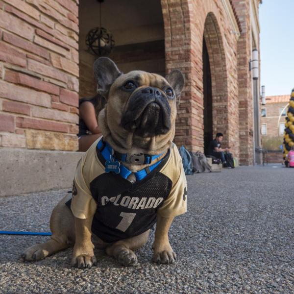 Rudy the French bulldog was on campus with his mom Lily Cifarelli to surprise her son, Vincent, who is a sophomore history major