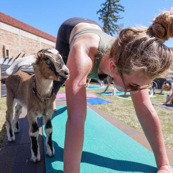 Chloe Albright, a second year ENVD major, has an attentive goat by her side while leading a yoga class. (Photo by Glenn J. Asakawa/University of Colorado)