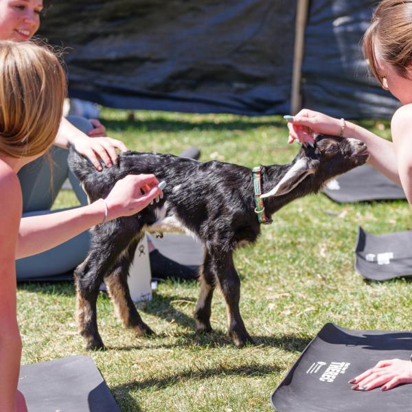 A goat becomes the center of attention during a yoga class. (Photo by Glenn J. Asakawa/University of Colorado)