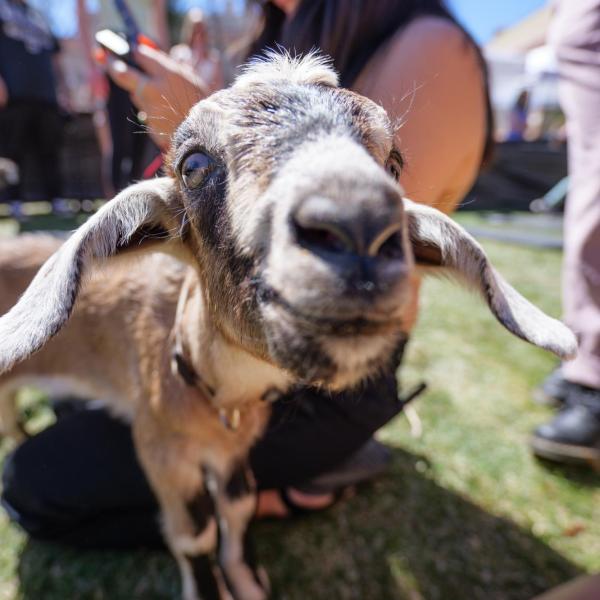 A goat shows its curiosity during a Goat Yoga class outside the Rec on April 11. (Photo by Glenn J. Asakawa/University of Colorado)