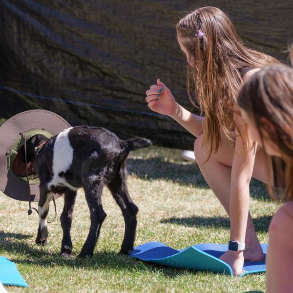 A goat walks with a hat while visiting with participants in a goat yoga class. (Photo by Glenn J. Asakawa/University of Colorado)
