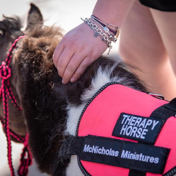 A miniature horse shows her official therapy vest. (Zach Ornitz/University of Colorado)