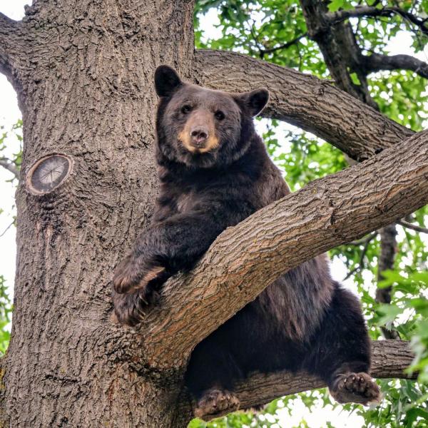 Bear spotted a few blocks west of campus in August
