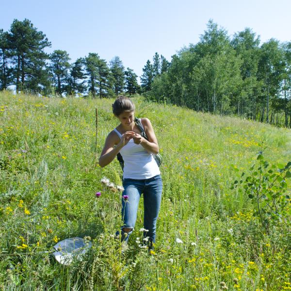 A student catches a bumblebee in a vial.