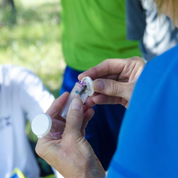 A biologist takes a close look at a live bumblebee captured in an environmental survey.