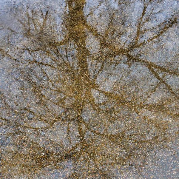 Reflection of a tree in a large puddle. Photo by Patrick Campbell.
