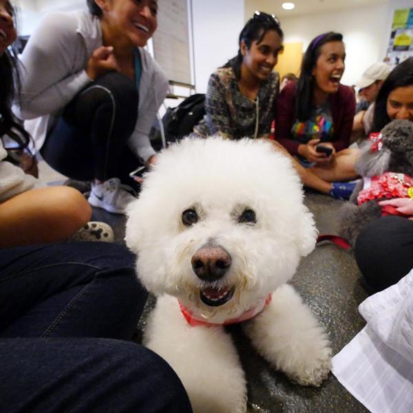 Tucker, a bichon frise, joins other therapy dogs to give students a break from intense studies at the math library