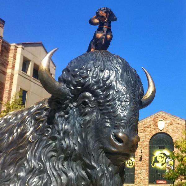 Happy National Dog Day, Buffs! We hope your pooch is celebrating in style like @oscars_voyage.