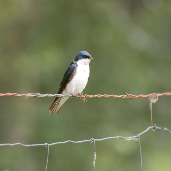 A tree swallow perches on a wire. (Photo by Dan Doak.)