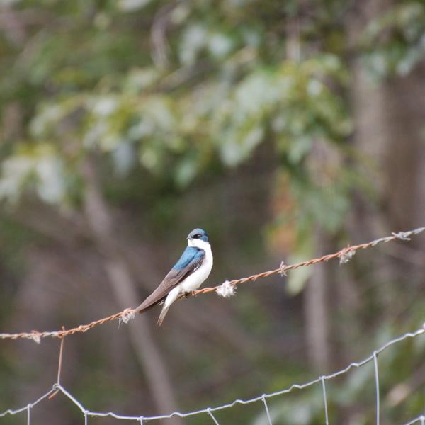 A male tree swallow sits near his nest box during breeding season in central Alaska. (Photo by Dan Doak.)