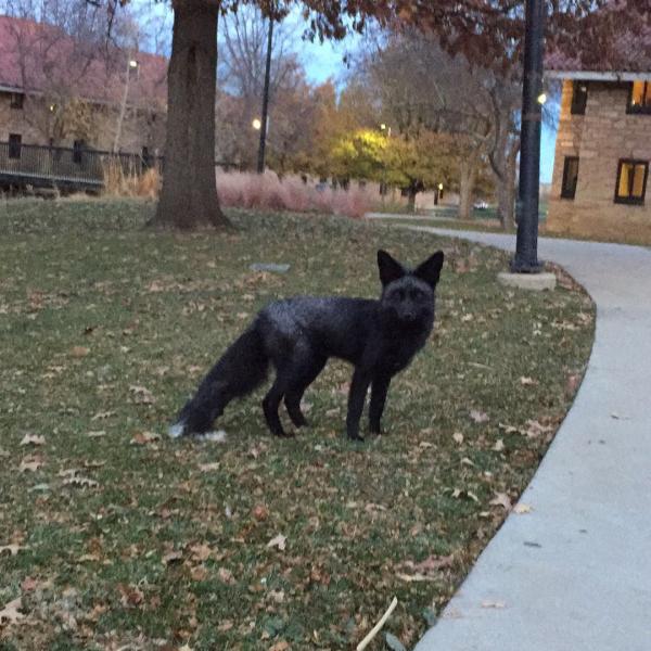 A silver fox strikes a pose on the CU Boulder campus